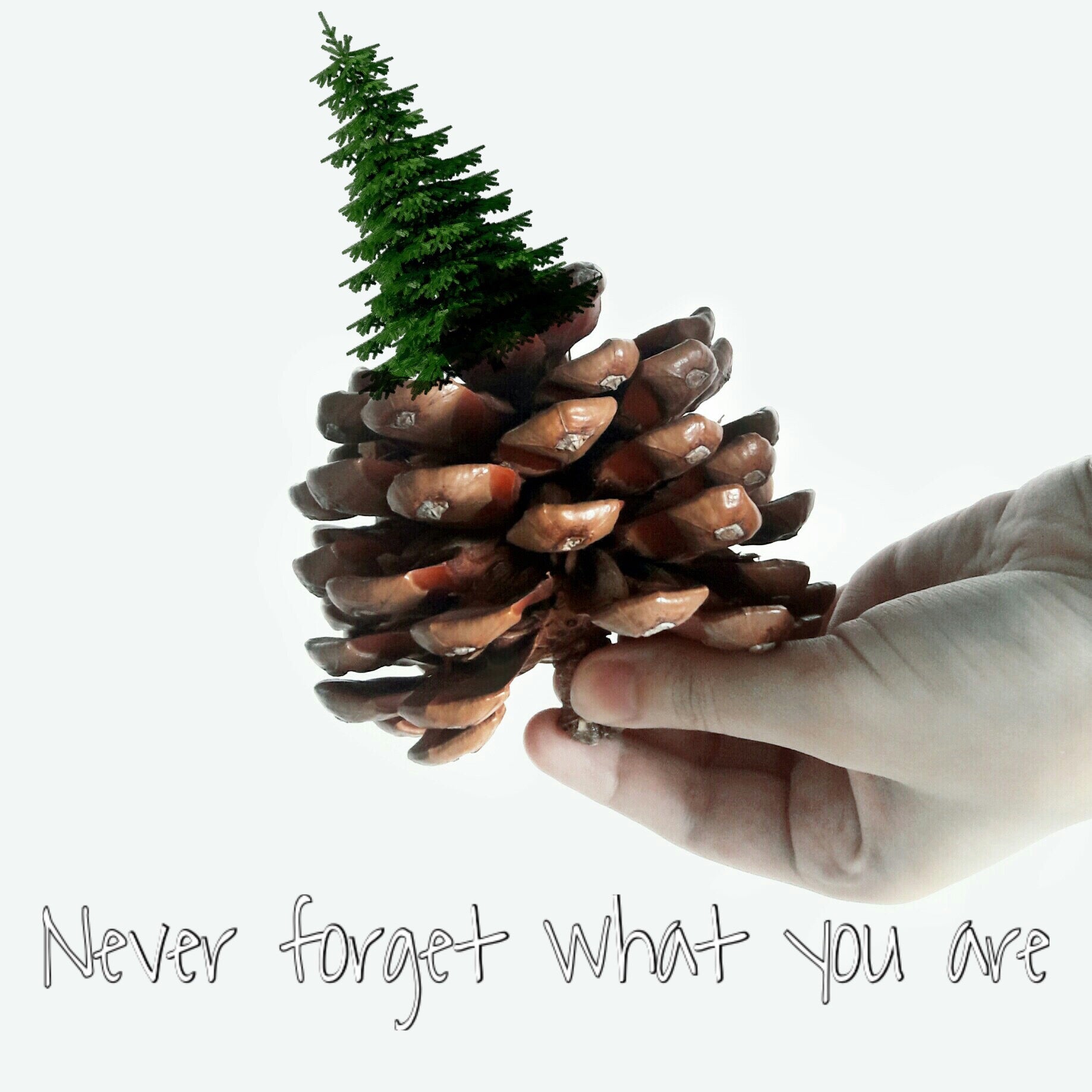 Pine cones cinnamon scented