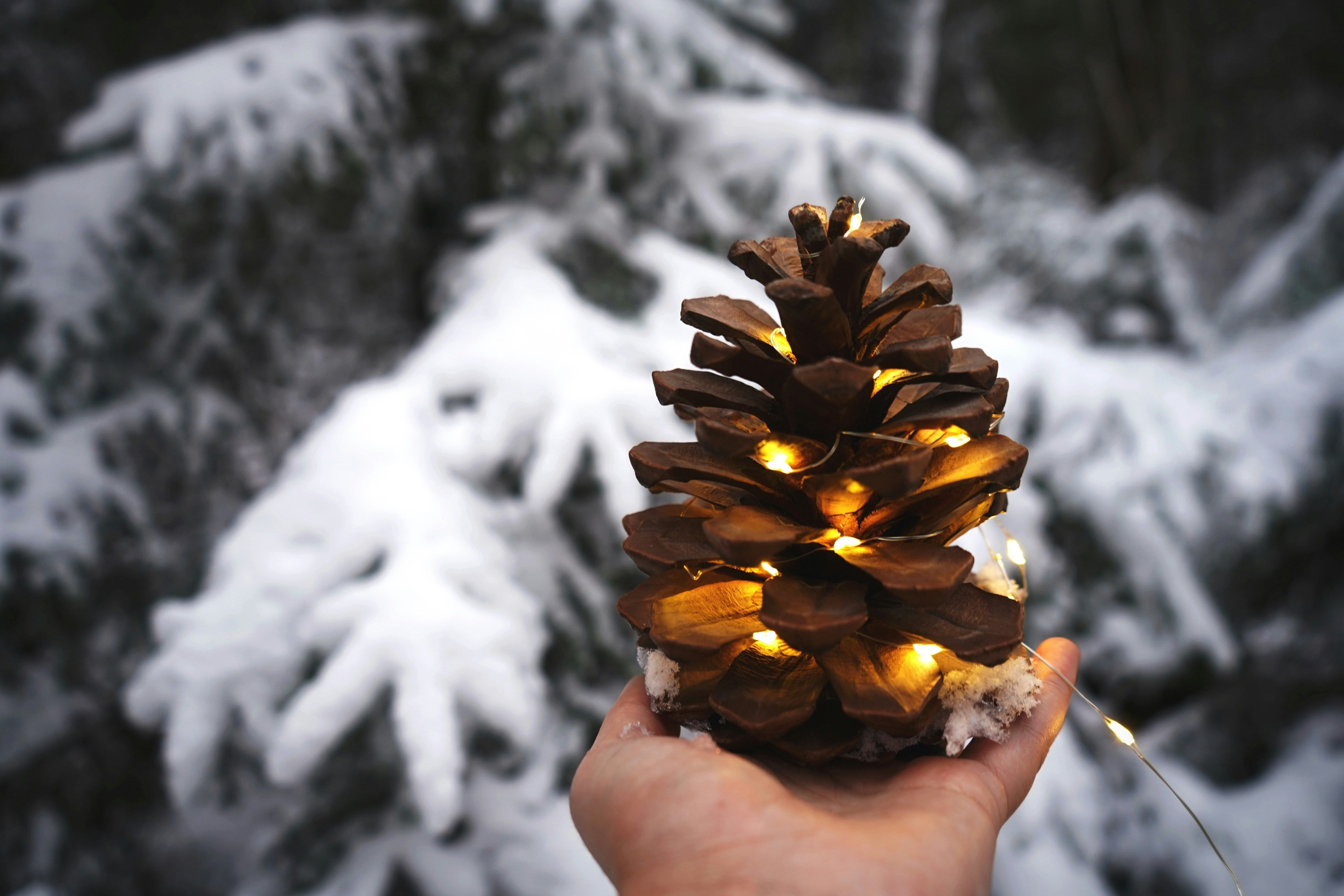 Pine cones cinnamon scented